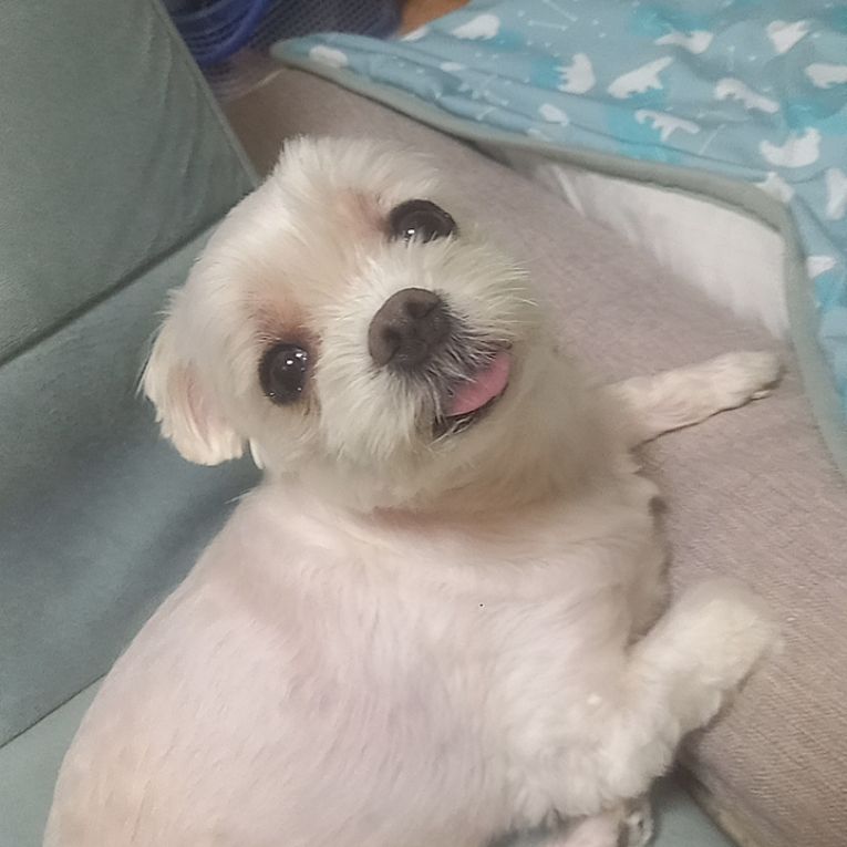 らぶちゃん