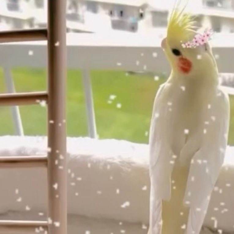 ぽい丸ちゃん