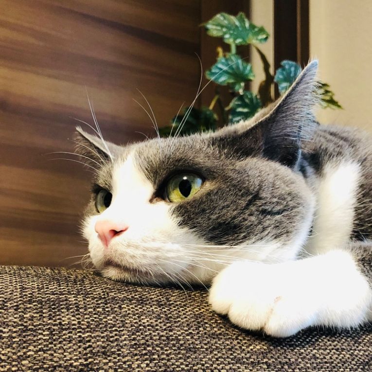 ランちゃん