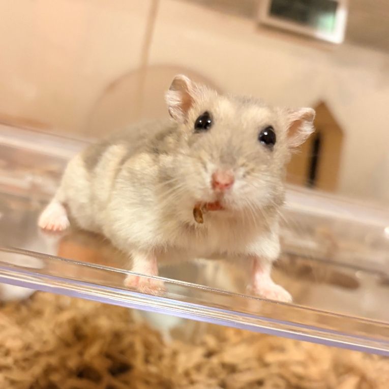 山田まめもちちゃん