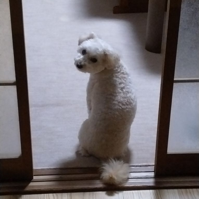 ルナちゃん
