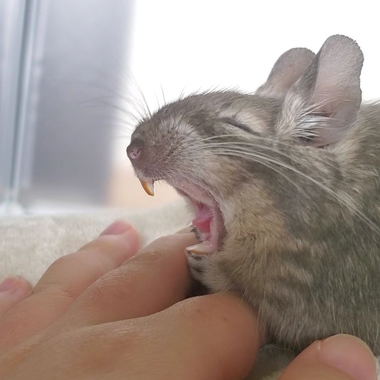 パピコちゃん