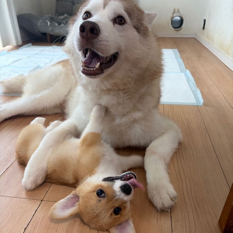 ぽてと しおんちゃん