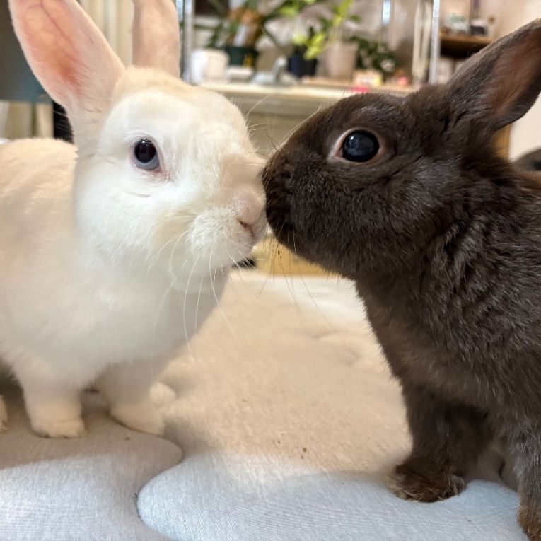 アイス、ももちちゃん