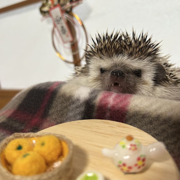 ビーツちゃん