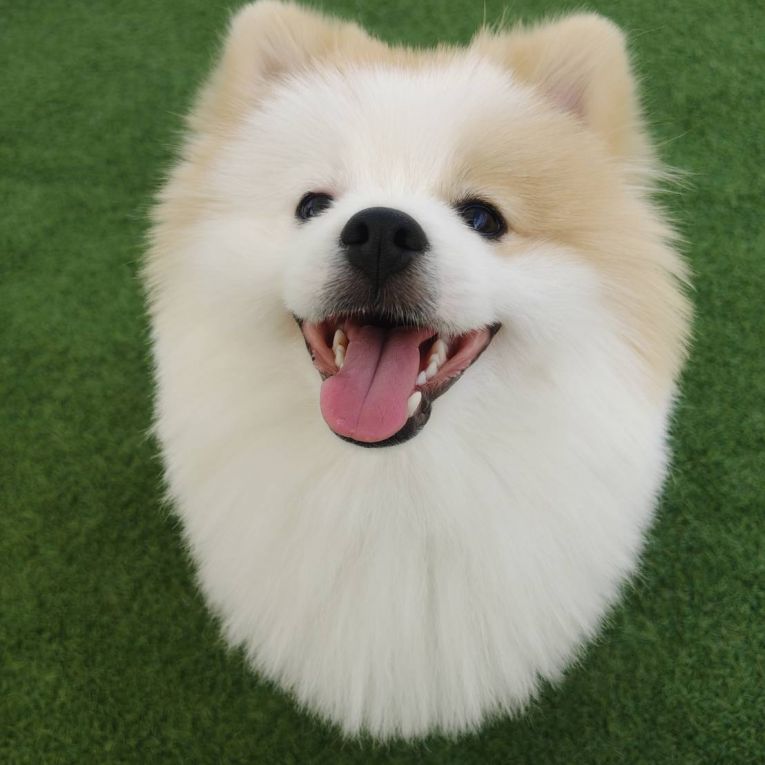 ちゃむちゃん