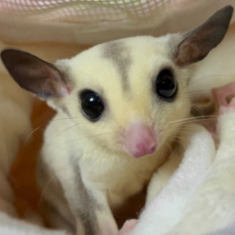 モンちゃんちゃん