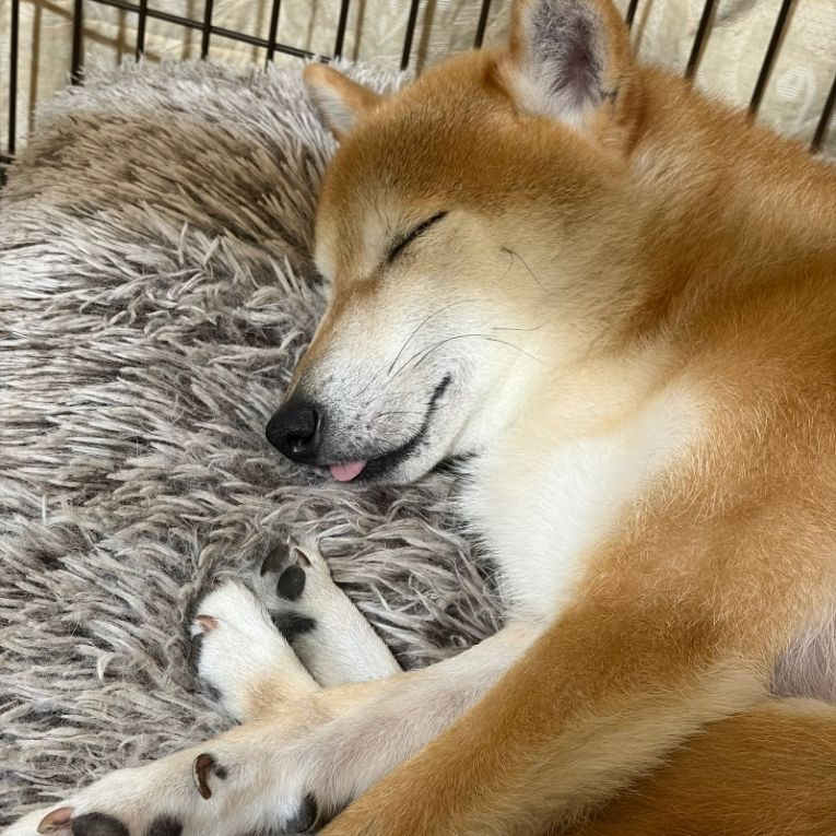 こんたちゃん