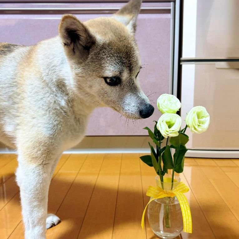 まるちゃん