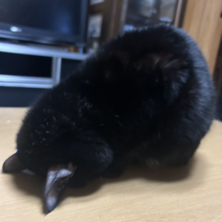 さくらちゃん