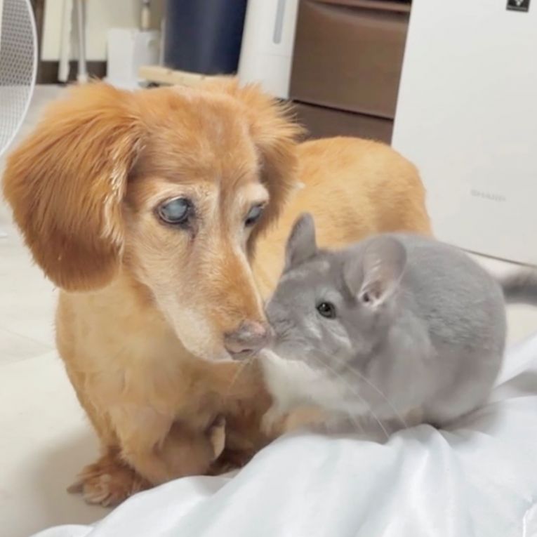 ピペ、ラッキーちゃん