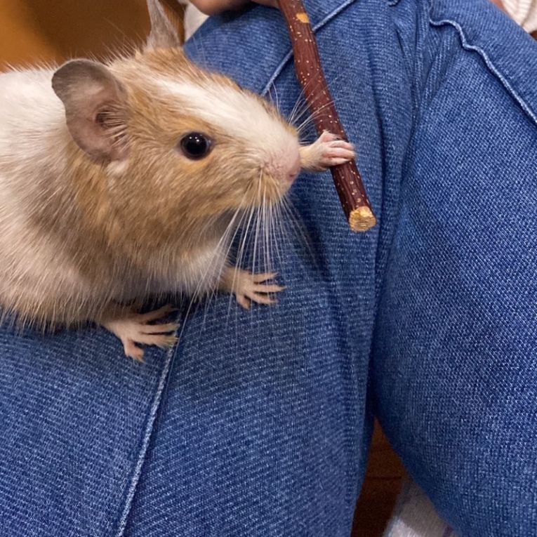ポッキーちゃん