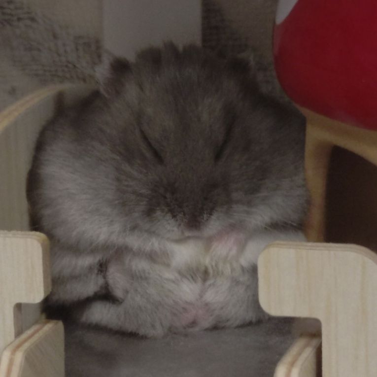 コニーちゃん