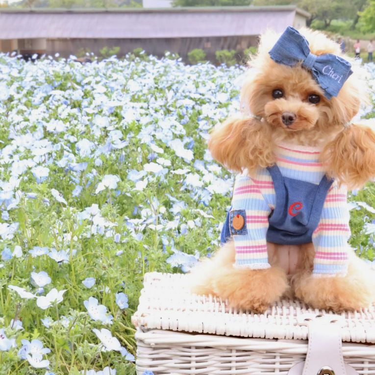 ちぇりちゃん