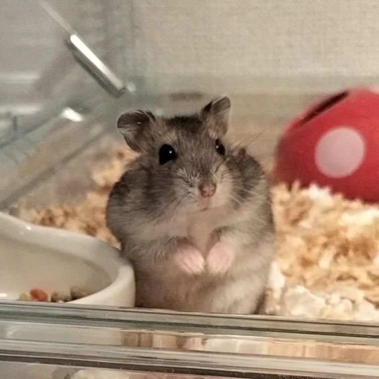 ラディガンちゃん