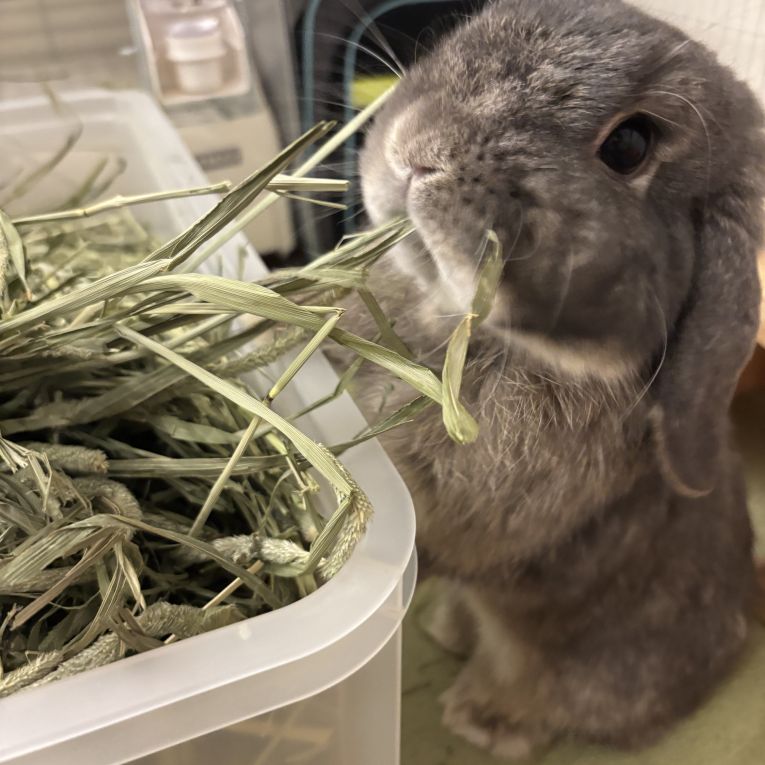ポムちゃん