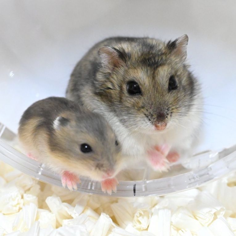 うい＆ちうちゃん