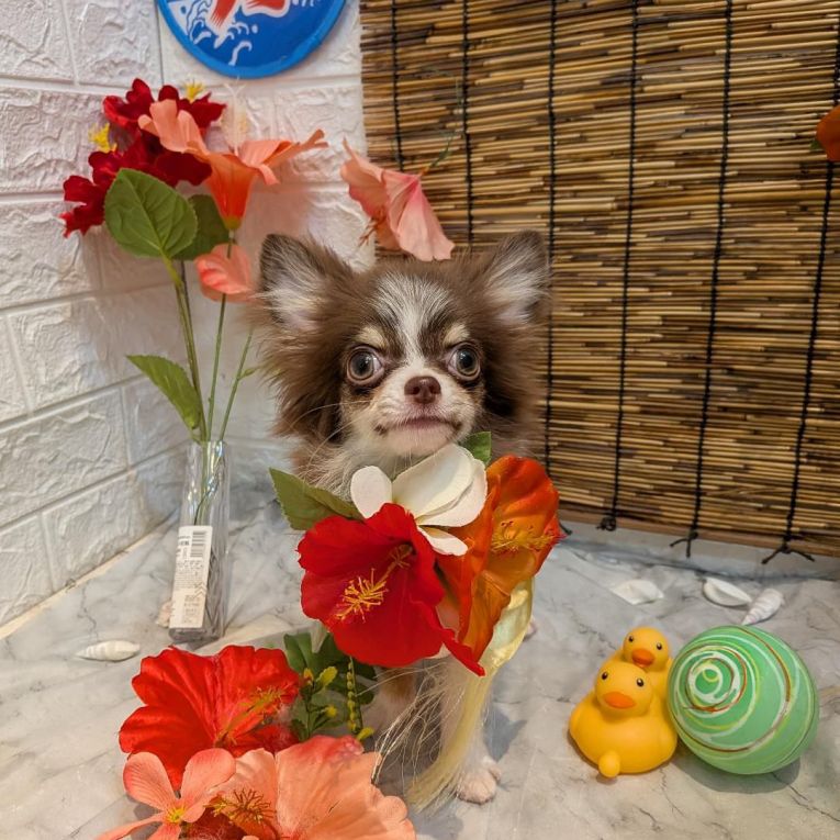 うにちゃん