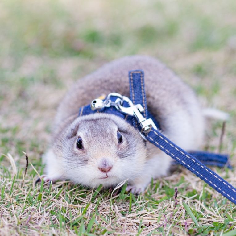 やんやんちゃん