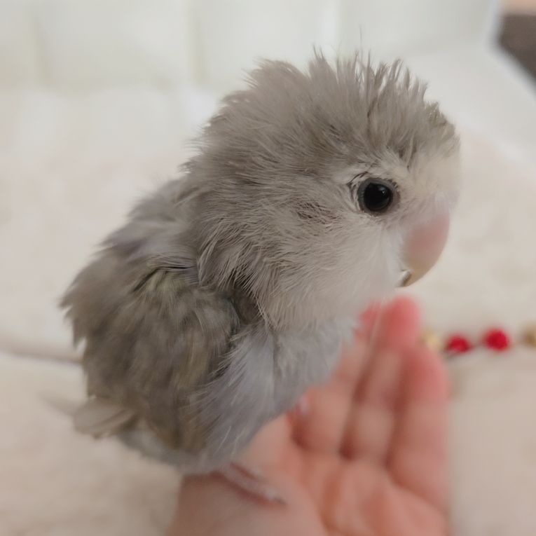 シズクちゃん
