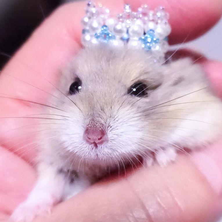 ミー太ちゃん