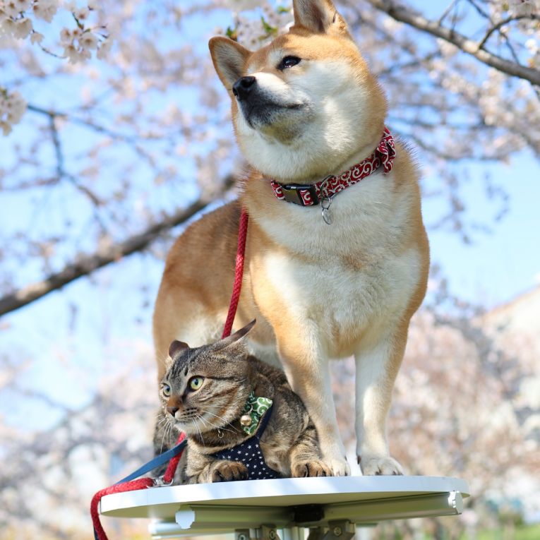 あんず&ゆずちゃん