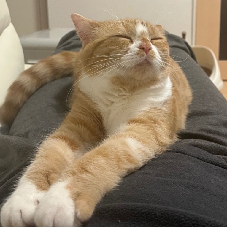 ちゃちゃまるちゃん