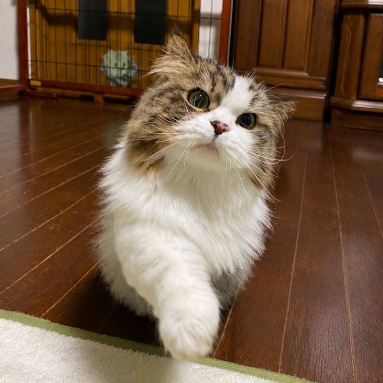 たーのすけちゃん