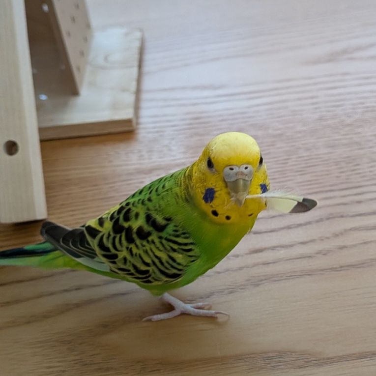 まるちゃん