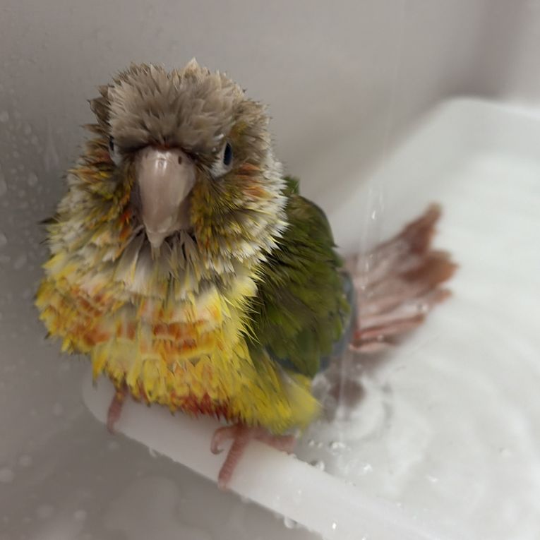 ぽぽちゃんちゃん