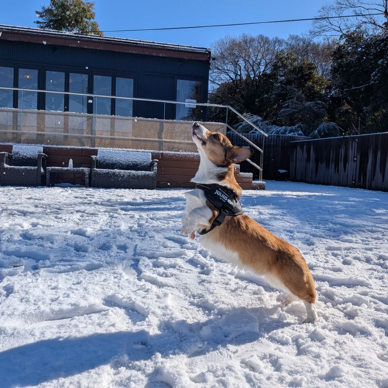ミックちゃん