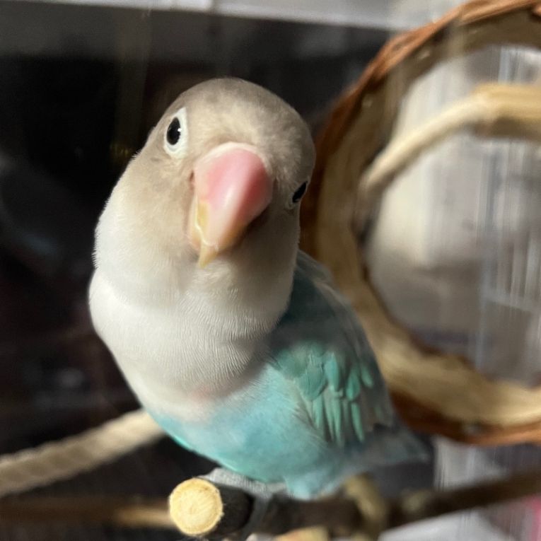 翠ちゃん