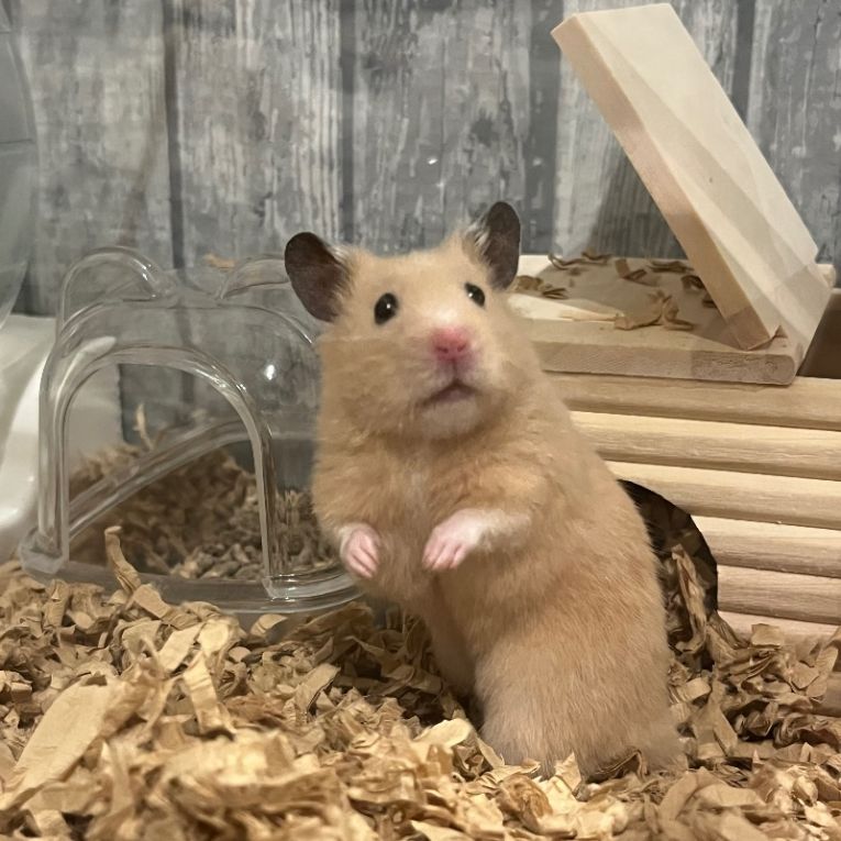 ぴぃちゃんちゃん
