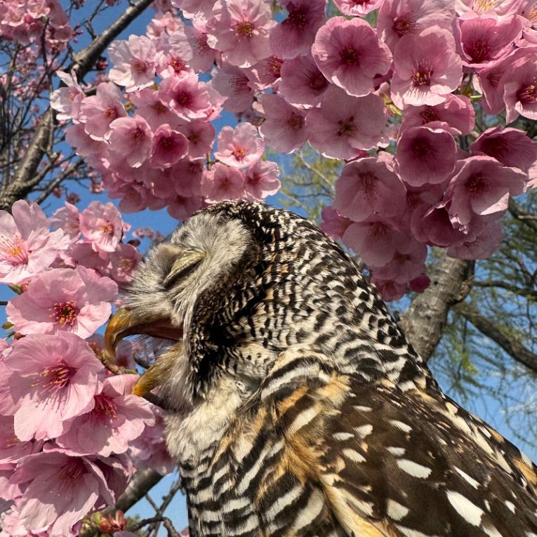 りつちゃん