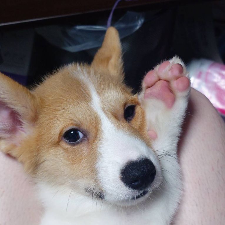 くりまんじゅうちゃん
