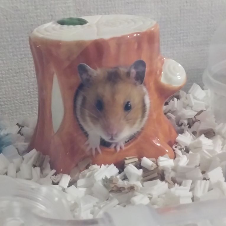 はむ太ちゃん