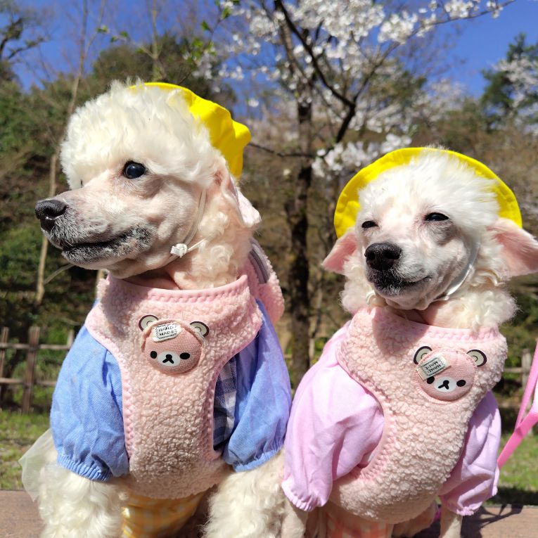 水色の服　バニラ　ピンクの服　チョコちゃん