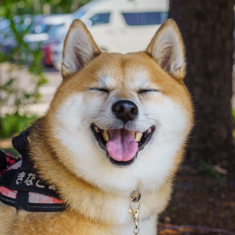 きなこちゃん