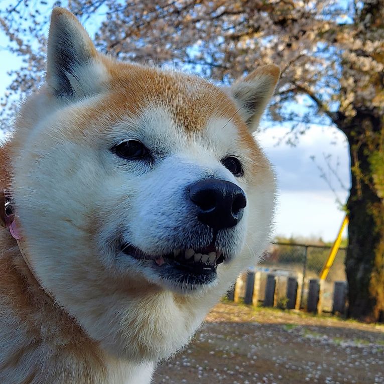コロちゃん