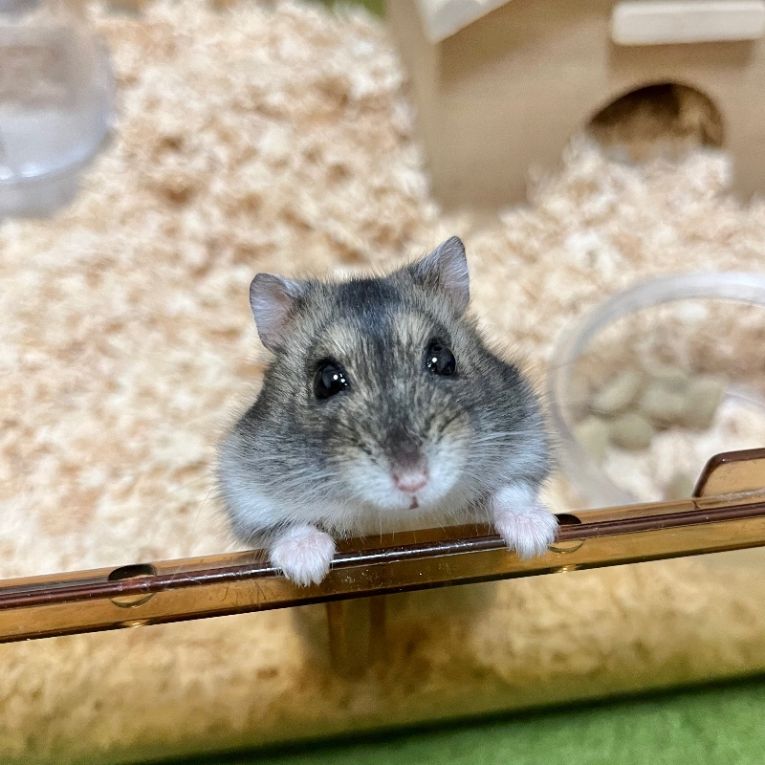 むぎちゃん