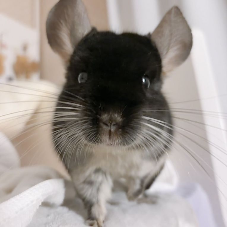 MACちゃん