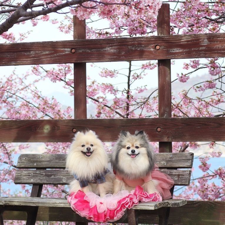 コロン&シフォンちゃん