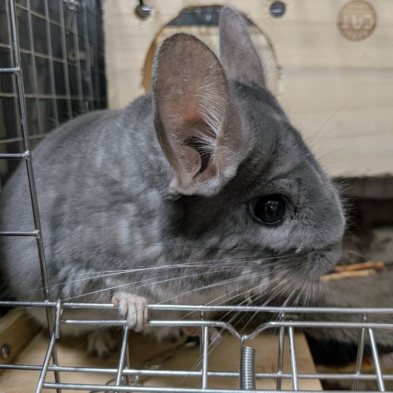 ふくちゃん