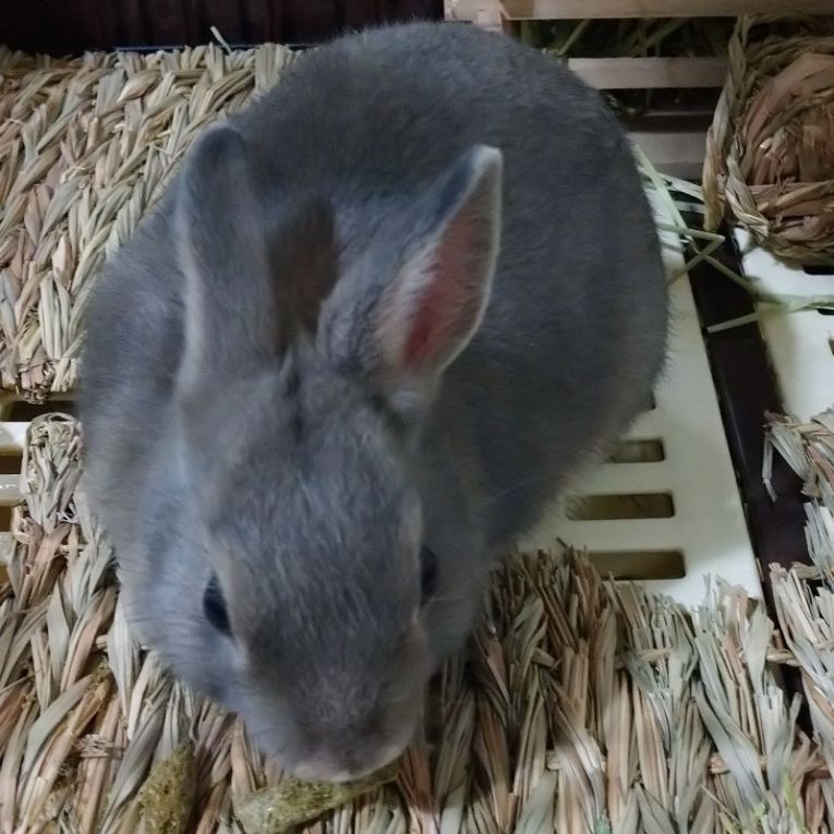 あずきちゃん
