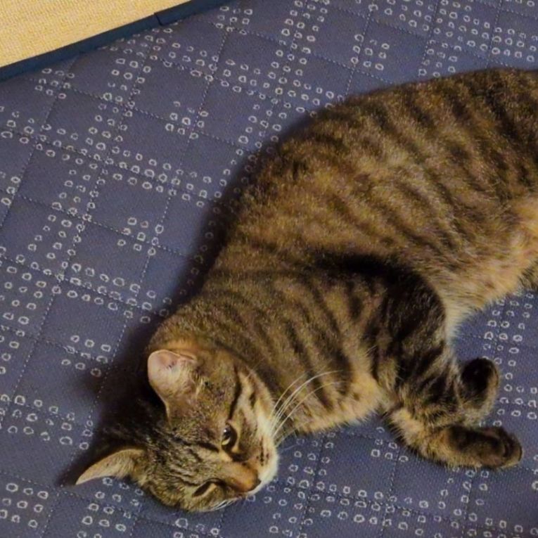 ひめちゃんちゃん