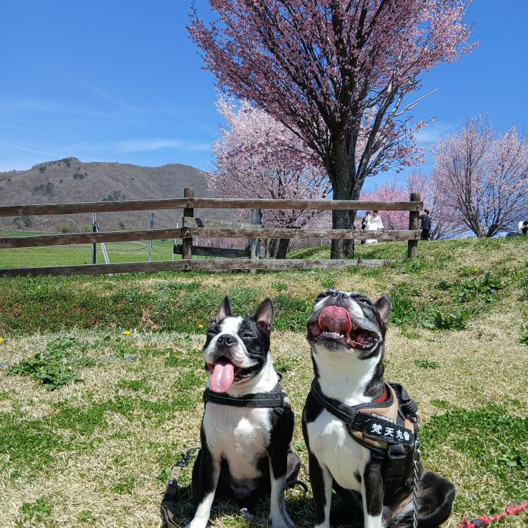 梵天丸&多聞ちゃん