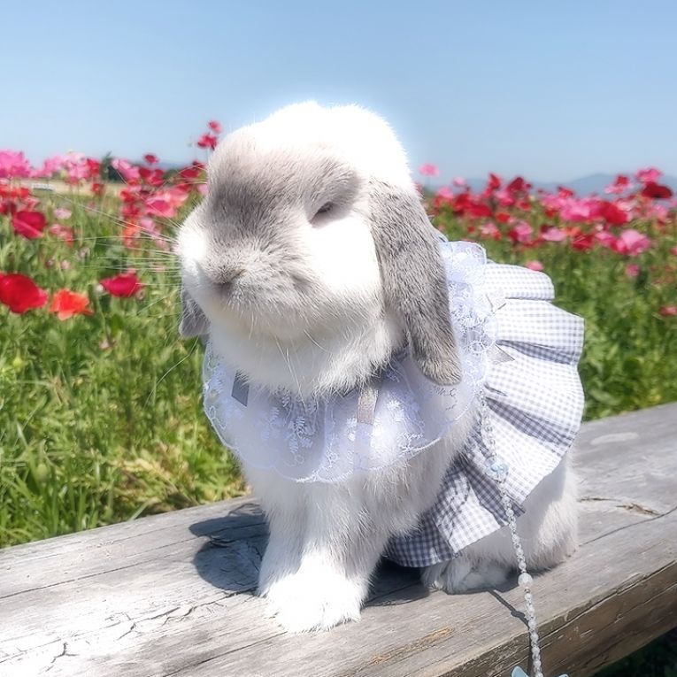 わたあめちゃん