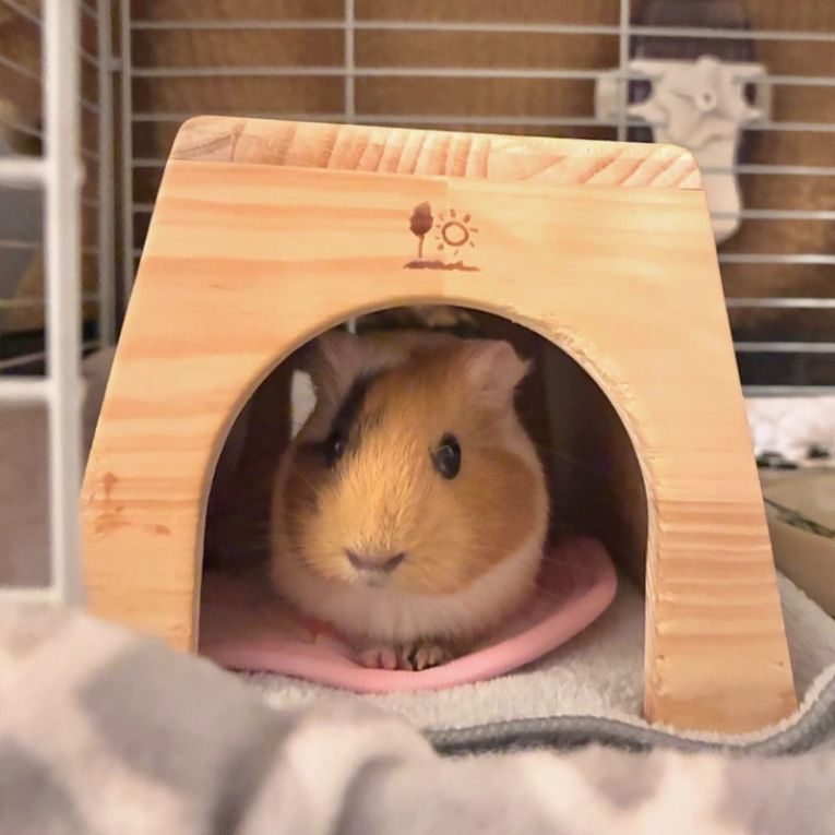 もるちゃん