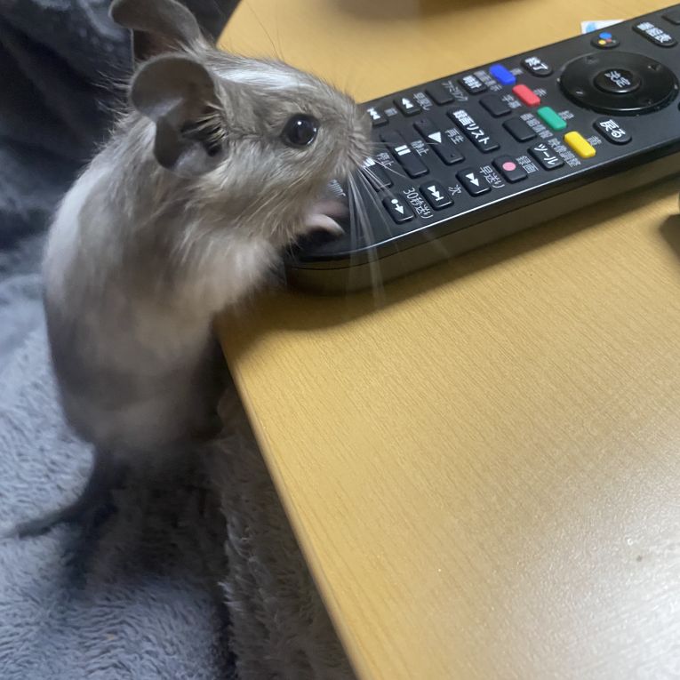 トッポちゃん