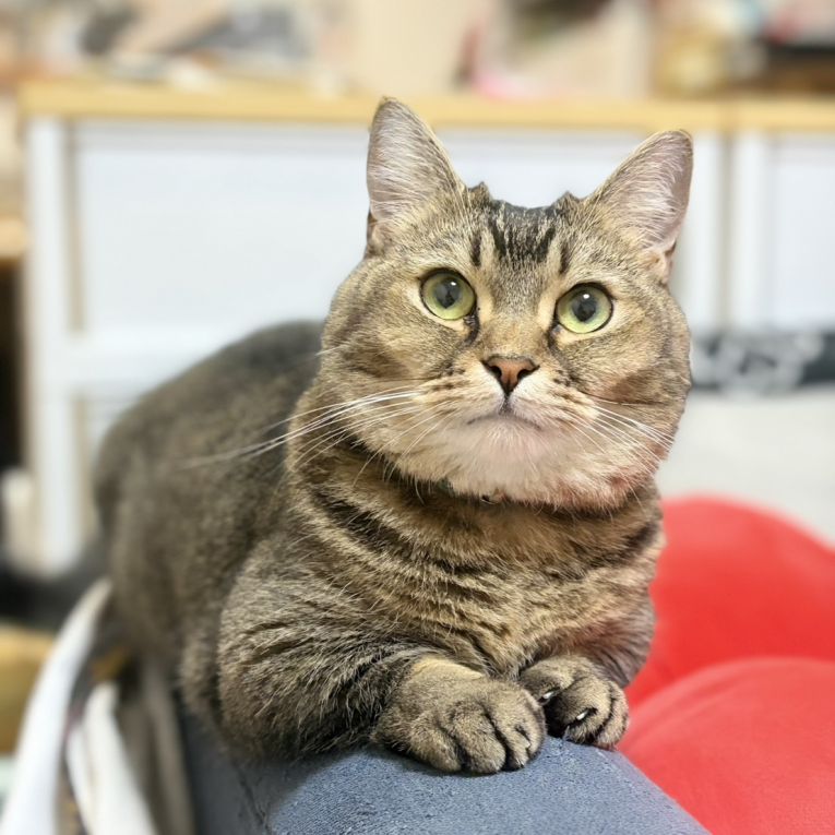 れおちゃん